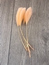Apricot Long Coque Feathers  x5